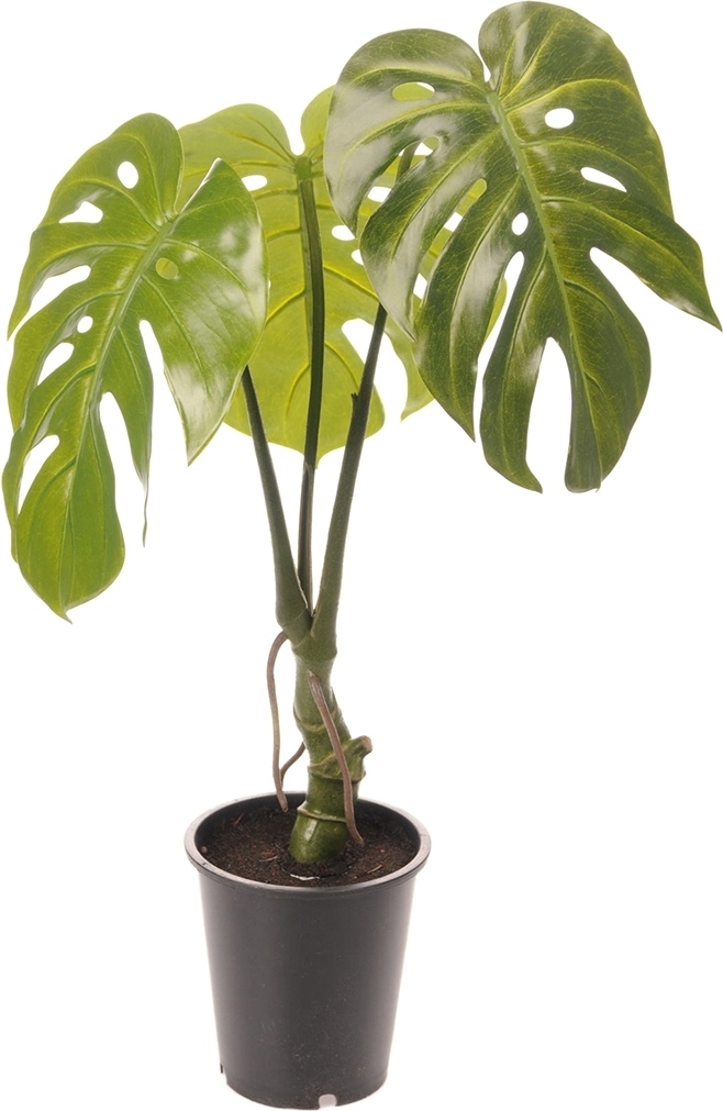 Monster keinotekoinen kasvi