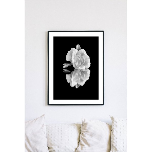 Posterworld - aihe White Rose - 50 x 70 cm