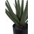 Aloe Vera keinokasvi - K: 51 cm - Vihre