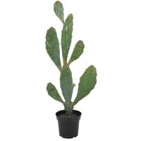 Keinokasvi - Verde-kaktus 92 cm