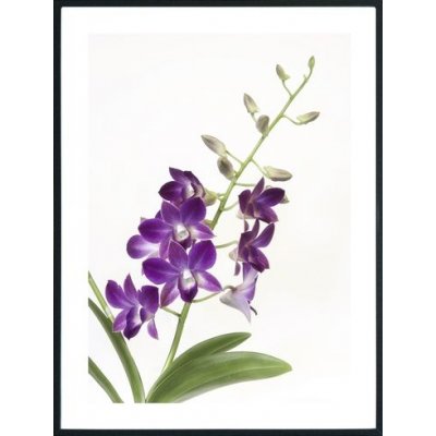Posterworld - Motif Orchid - 70x100 cm