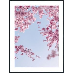 Posterworld - aihe Kukka taivaalla - 50x70 cm