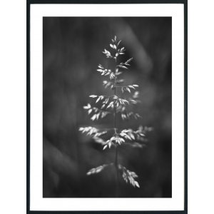 Posterworld - Motif Grass - 70 x 100 cm