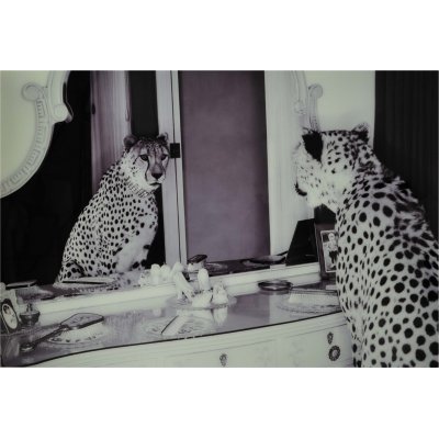 Lasimaalaus - Cheeta - 100x150 cm