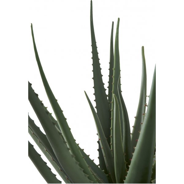 Aloe Vera keinokasvi - K: 51 cm - Vihre