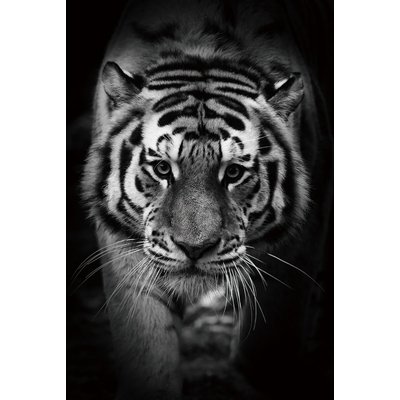 Tiger-lasitaulu - 120x80 cm
