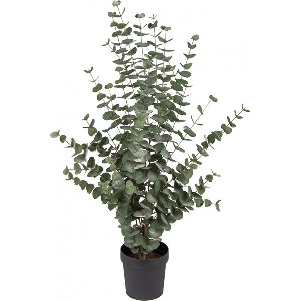 Eukalyptus keinotekoinen kasvi