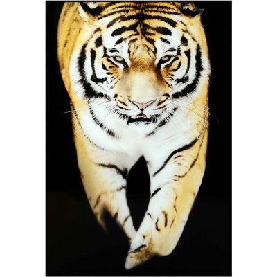 Lasimaalaus - Tiger - 120x80 cm