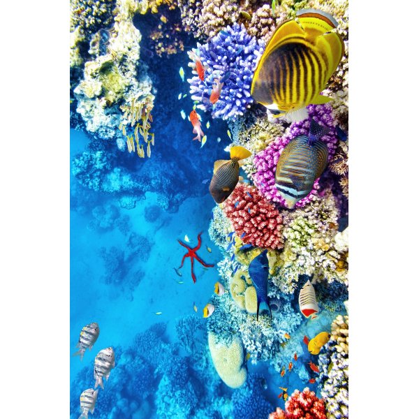 Cozin 166 matto Cozin 166 matto