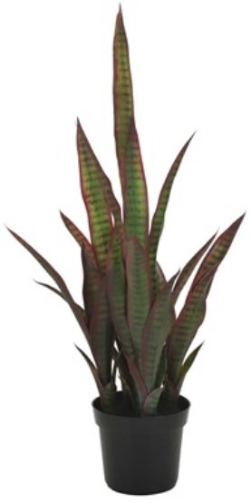 Keinokasvi - Sansevieria-kasvi 80 cm